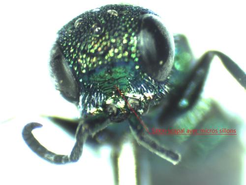 Chrysis sp.